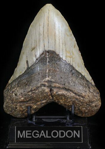 Huge, Megalodon Tooth - North Carolina #42292
